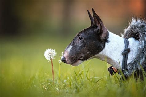 Raças de cachorro de grande porte lista completa características