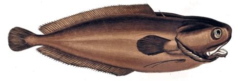 Tadpole Fish Uk