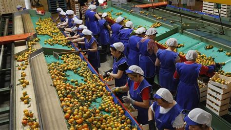 CASTELLÓN La citricultura languidece y echan el cierre cooperativas y