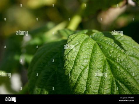 Leaf Closeup clearing showing veins Stock Photo - Alamy