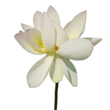 Lotus Transparent Background PNG Transparent Images Free Download ...