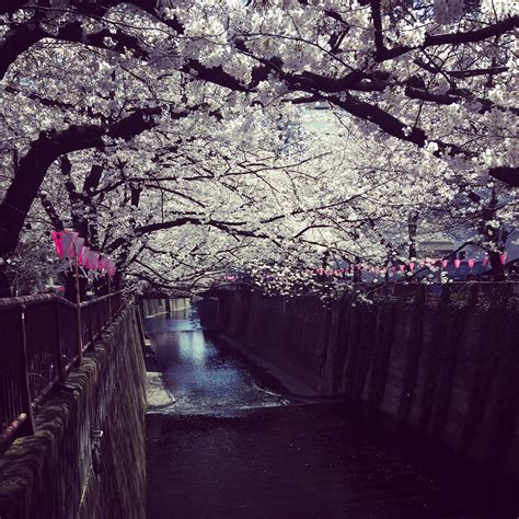 Cherry blossoms over Meguro river : r/japanpics