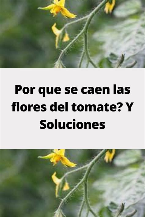 Por Que Se Caen Las Flores Del Tomate Y Soluciones Cosas Del Jardin