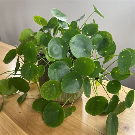 Pilea Peperomioides ‘chinese Money Plant Care Guide Fig Freya