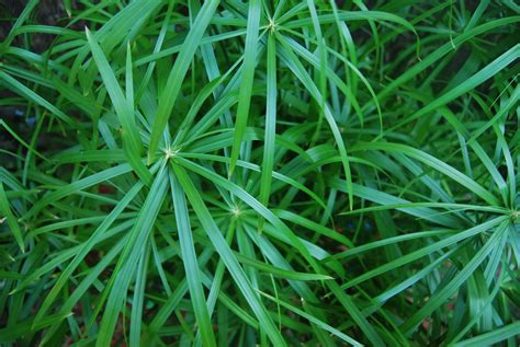 Plants And Flowers Cyperus Alternifolius