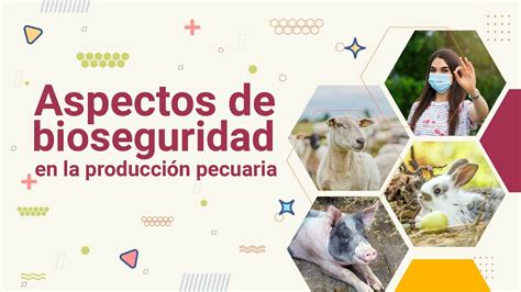 Aspectos de bioseguridad en la producción pecuaria YouTube