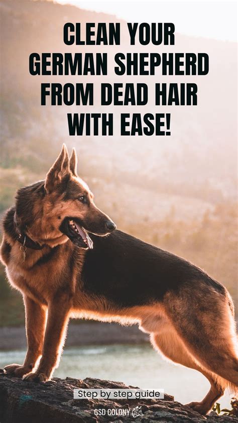 German Shepherd Shedding Solutions Ultimate Guide German Shepherd