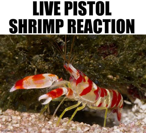 Live Pistol Shrimp Reaction Blank Template Imgflip