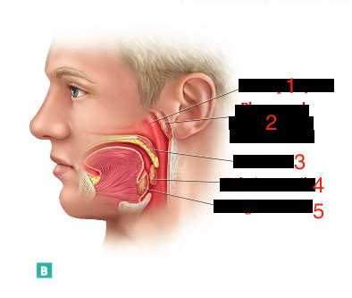 A P II Tonsil Labeling Flashcards Quizlet