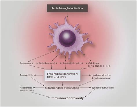 Illustration Of The Combined Release Of Pro Inflammatory Cytokines And