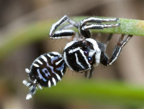 Meet 'Skeletorus' and 'Sparklemuffin' — the world's newest species of ...