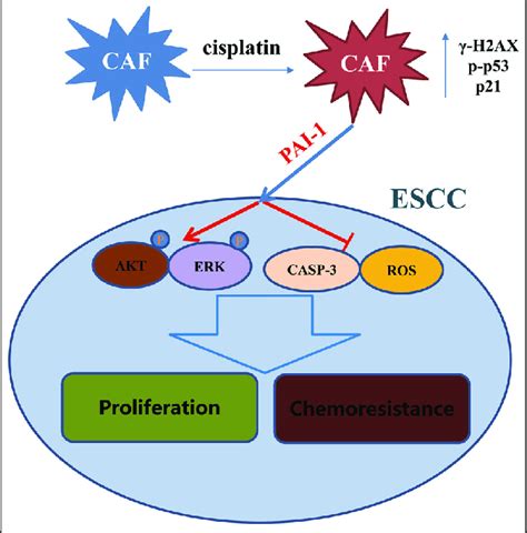 Schematic Diagram Showing The Role Of Cafs In Mediating Escc Resistance Download Scientific