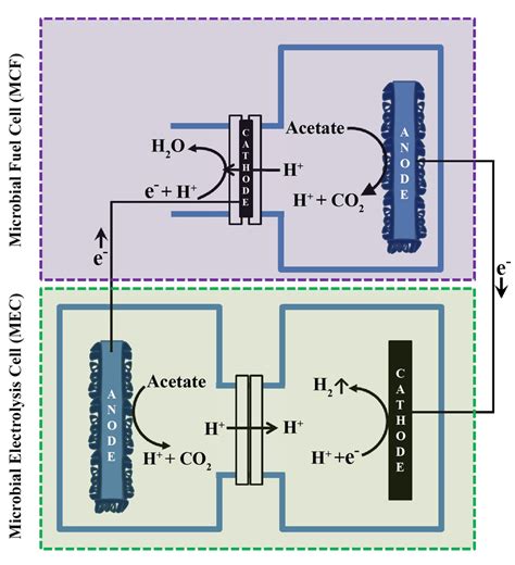 Working Principles Of The Microbial Electrolysis Cell Coupled With Download Scientific Diagram