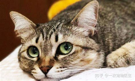 养猫必看！从猫咪行为读懂它的心情 知乎