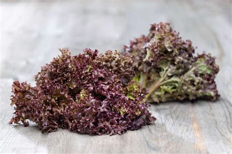 Lollo Rosso - Landwirtschaft verstehen