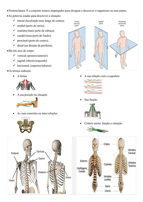 SOLUTION Apostila De Anatomia E Fisiologia Humana Conceitos B Sicos