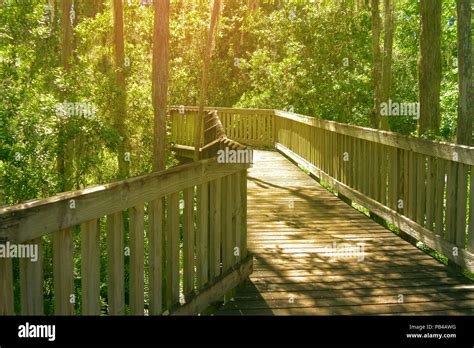 Wooden Walkway Through In Deep Rain Forest Lush Green Foliage In