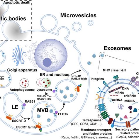 Pdf The Role And Application Of Small Extracellular Vesicles In