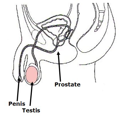 Male Reproductive System Flashcards Quizlet