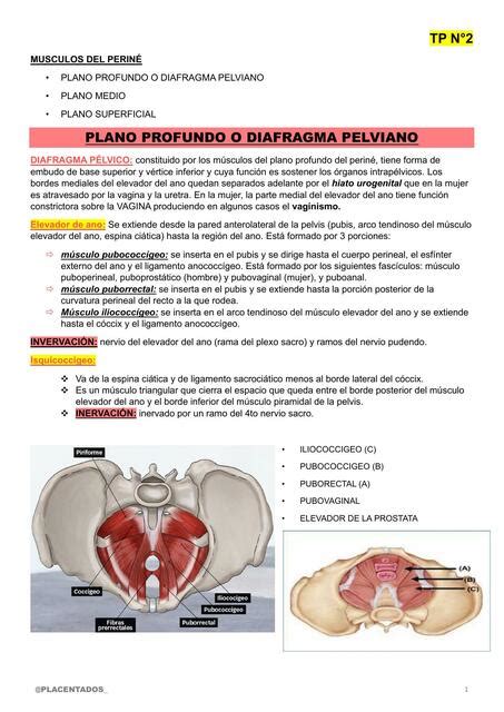 Músculos del Periné Placentados uDocz