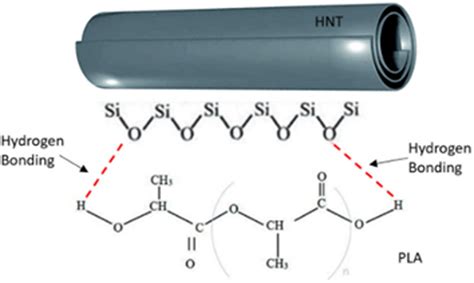 Schematic Diagram Of Intermolecular Interaction Between Hnt And Pla