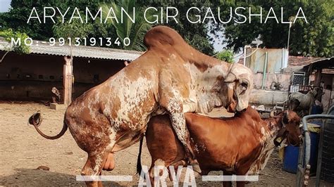 Gir Bull Gajanand Top Class Bull At Aryaman Gir Gaushala YouTube