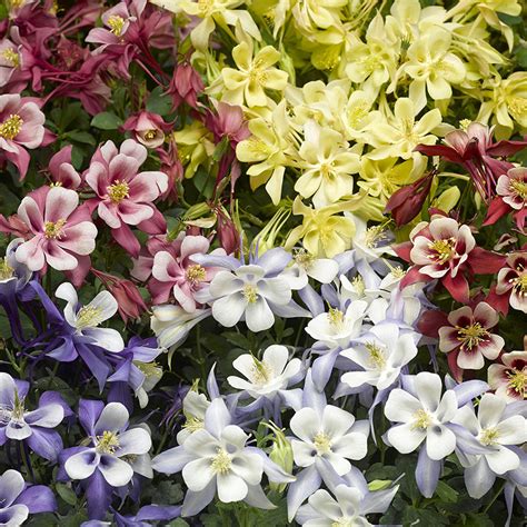 Aquilegia Kirigami Rose And Pink Liners From Emerald Coast Growers