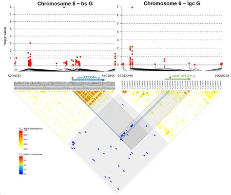 Manhattan Plots Of The Log10 P Values Over Physical Positions In