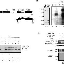 JNK Binds To And Phosphorylates The Transcriptional Activation Domain