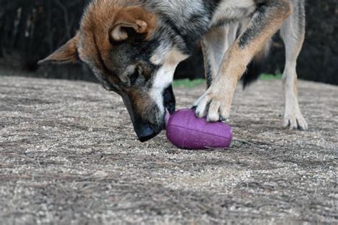 Cómo relajar a un perro muy nervioso