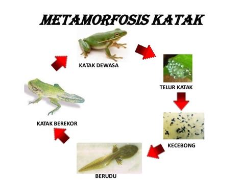 Metamorfosis katak