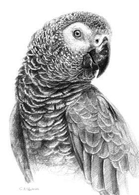 Gray Parot G083 By Svetlana Ledneva Schukina Poster Picture Metal