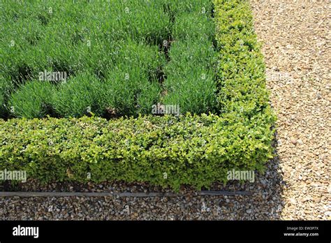 English boxwood hedge, lavender bushes make a formal garden in grounds of Althorp House ...