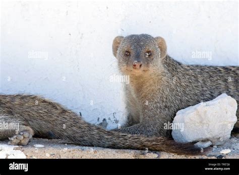 Banded Mongoose Zebra Mongoose Mungos Mungo Two Mongooses Resting