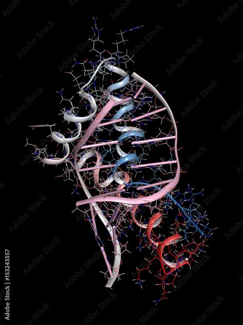 Sex Determining Region Y Sry Tdf Hmg Domain Protein Bound To Dna Protein Involved In Male