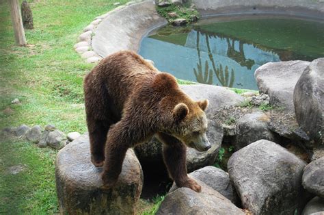 Free Images Nature Wildlife Zoo Mammal Fauna Brown Bear Stones