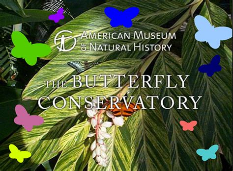 Amnh Butterfly Conservatory Interactive Kiosk On Behance