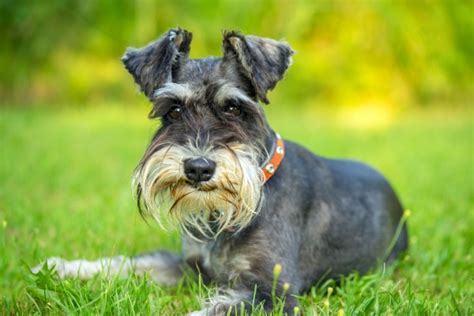 Schnauzer Todo Lo Que Debes Saber Sobre Este Perro Guardi N Alem N