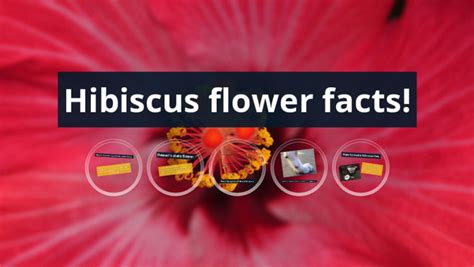 Hibiscus Flower Facts By Madison Demeere On Prezi