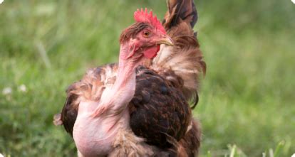 GALINHA CAIPIRA Emape Produtora De Aves E Ovos No Nordeste