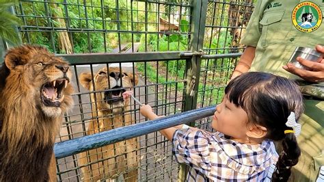 Kasih Makan Singa Lion King Dan Zebra Kebun Binatang Bali Safari Anak