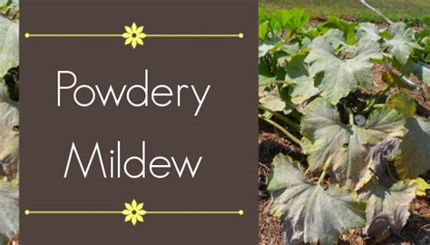 Powdery Mildew Identification Prevention And Treatment Artofit