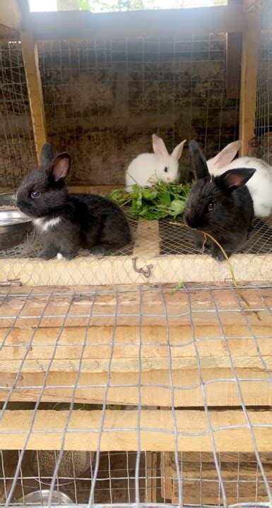 Rabbit Farm Pure Breed Rabbits For Sale At Exotic Rabbits Nigeria