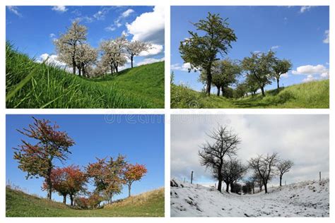 Four Seasons Cherry Trees stock image. Image of grass - 38672541