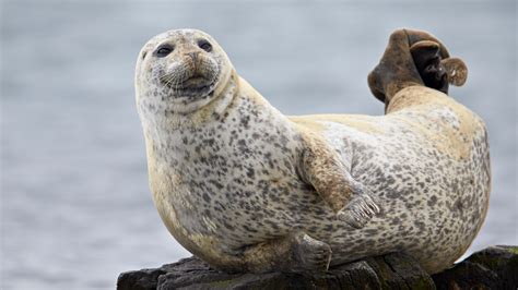'Hairy books' bound by medieval monks are covered in sealskin imported ...