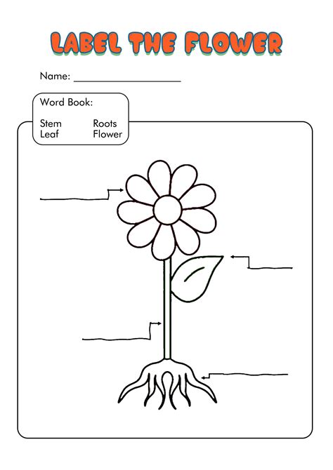 Parts Of A Plant Labeling Worksheet