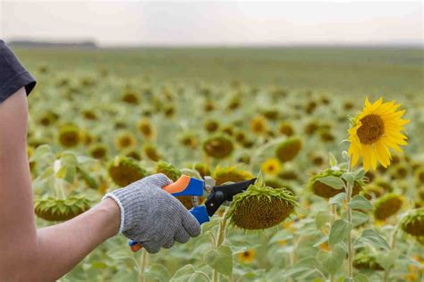 Girasole Come Coltivare In Vaso E In Giardino Il Fiore Capolavoro