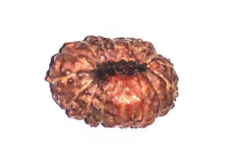 Mukhi Rudraksha Indonesian Omrudraksha