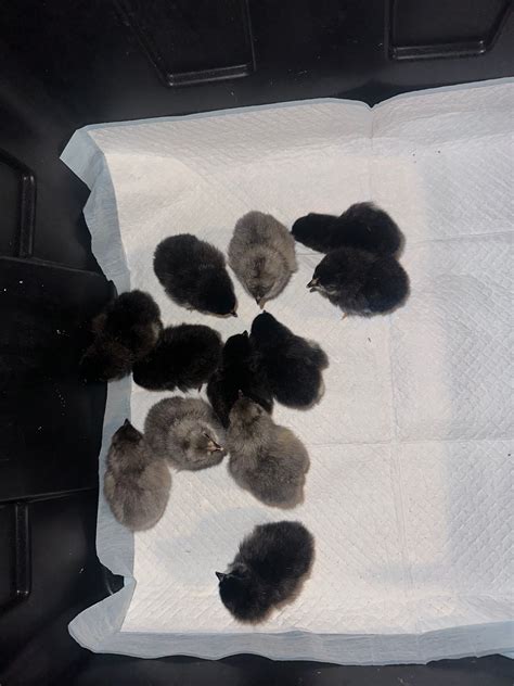 Chicks on Farmish