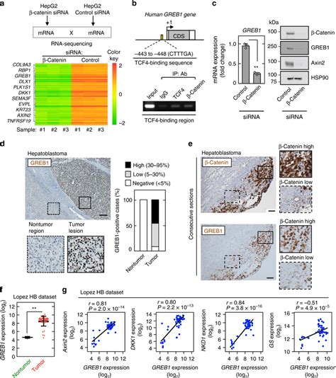 Greb Is A Downstream Target Gene Of Wnt Signaling In Hb A Downstream